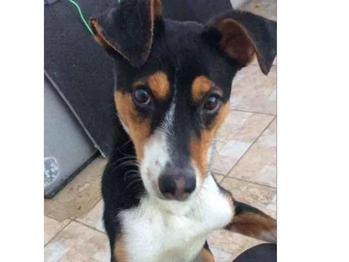 Cachorro ra a Não sei idade  nome Desconhecido