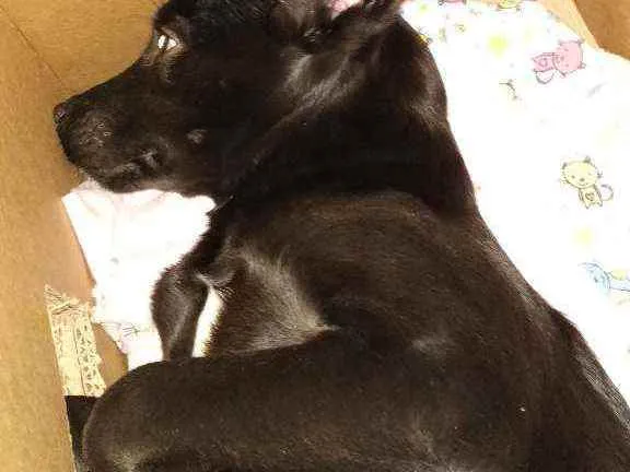 Cachorro ra a Vira latas idade 2 a 6 meses nome Foqueta