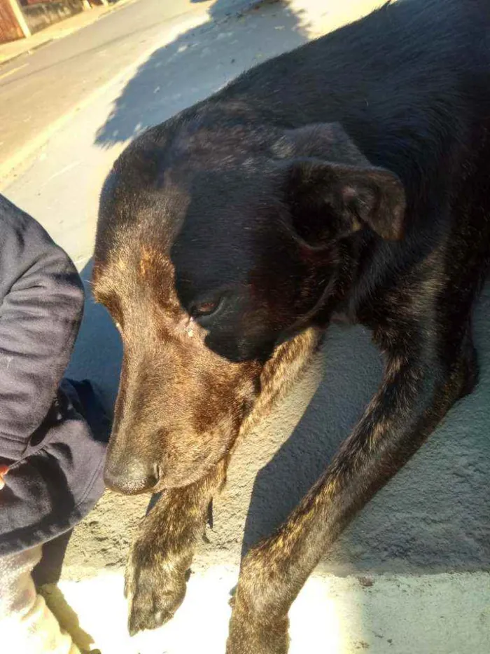 Cachorro ra a Vira lata idade 3 anos nome Não sei