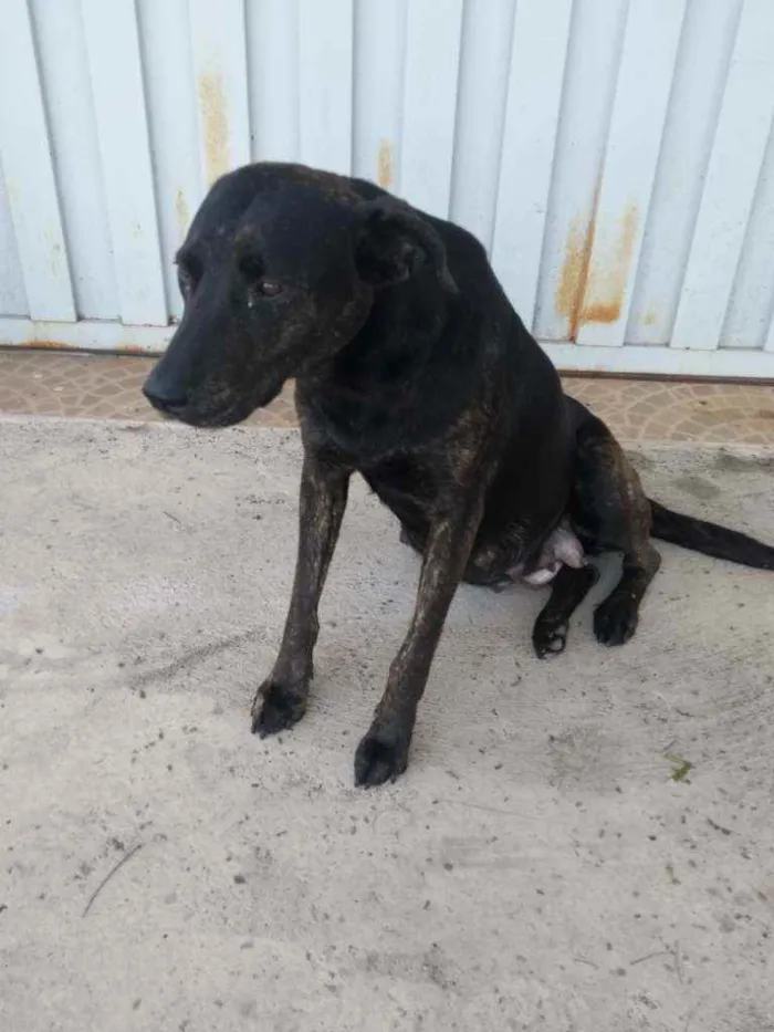 Cachorro ra a Vira lata idade 3 anos nome Não sei