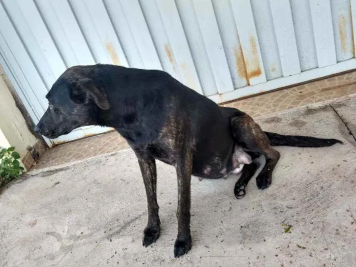 Cachorro ra a Vira lata idade 3 anos nome Não sei