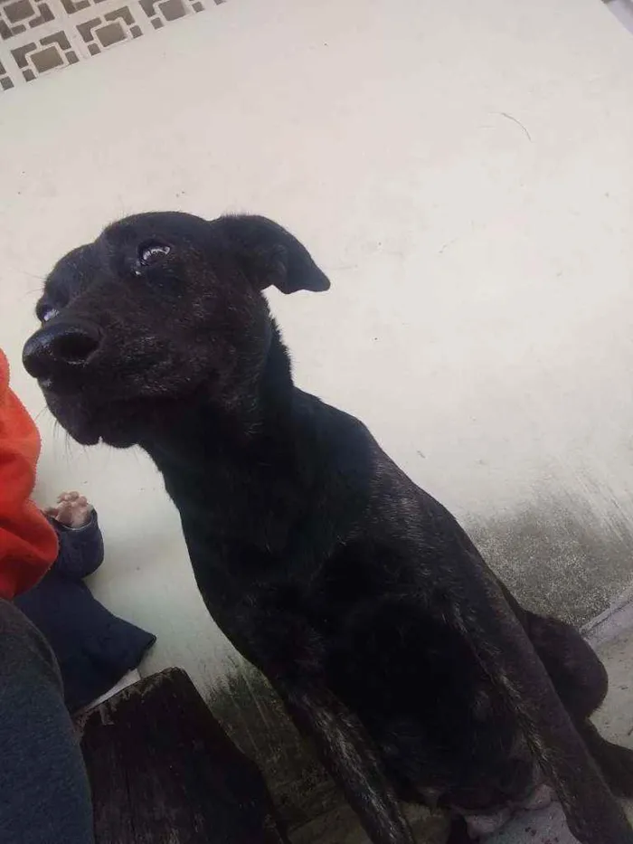 Cachorro ra a Vira lata idade 3 anos nome Não sei
