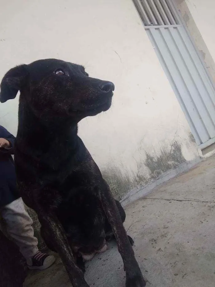 Cachorro ra a Vira lata idade 3 anos nome Não sei