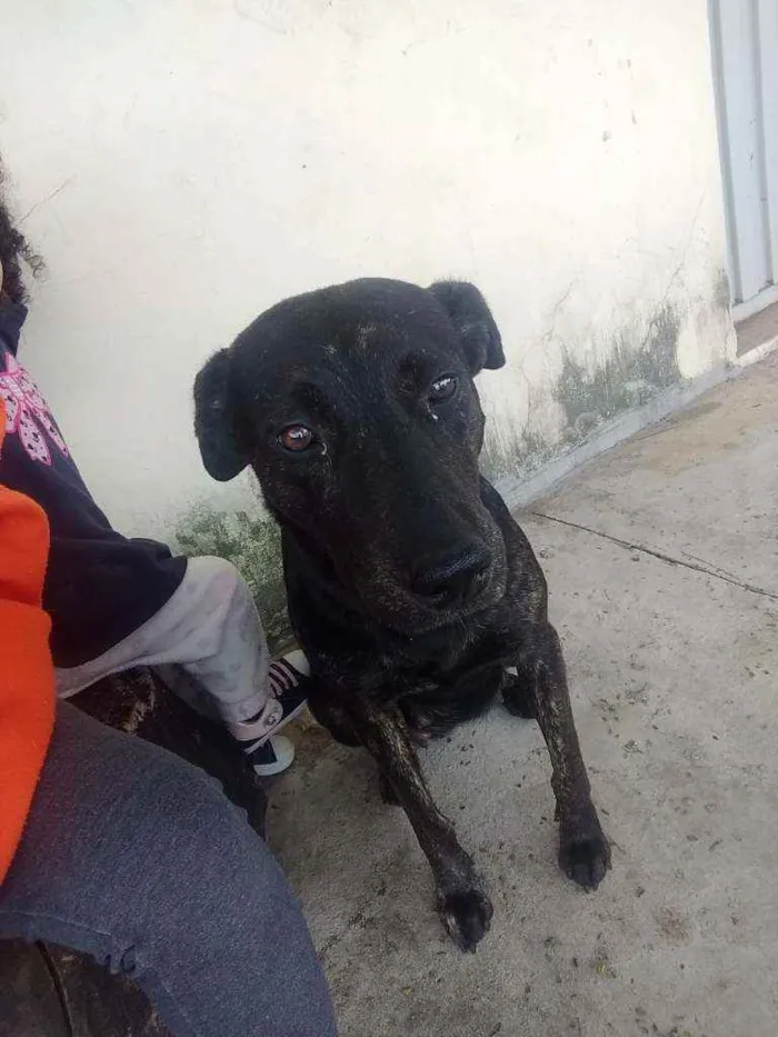 Cachorro ra a Vira lata idade 3 anos nome Não sei