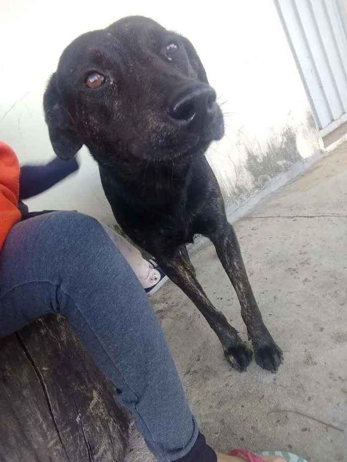 Cachorro ra a Vira lata idade 3 anos nome Não sei