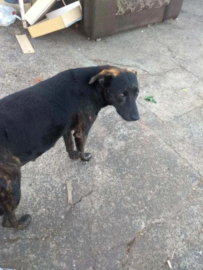 Cachorro ra a Vira lata idade 3 anos nome Não sei