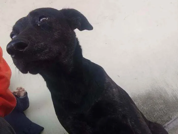 Cachorro ra a Vira lata idade 3 anos nome Não sei