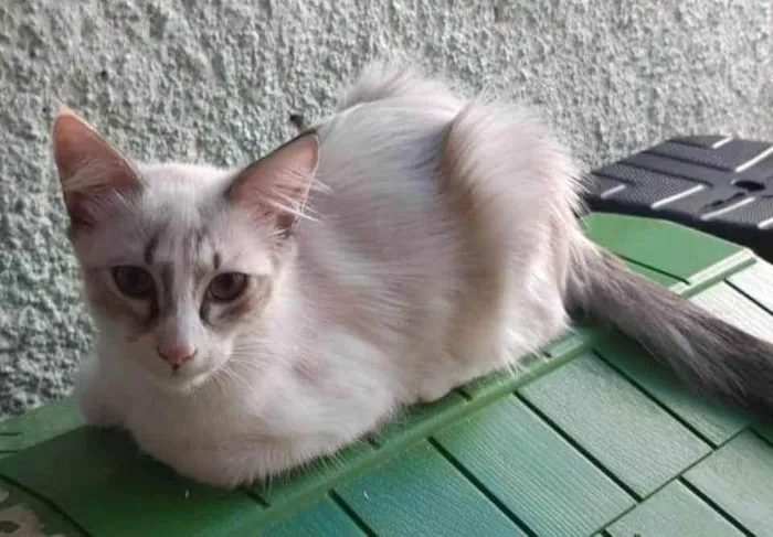 Gato ra a Srd idade 2 a 6 meses nome Betoca