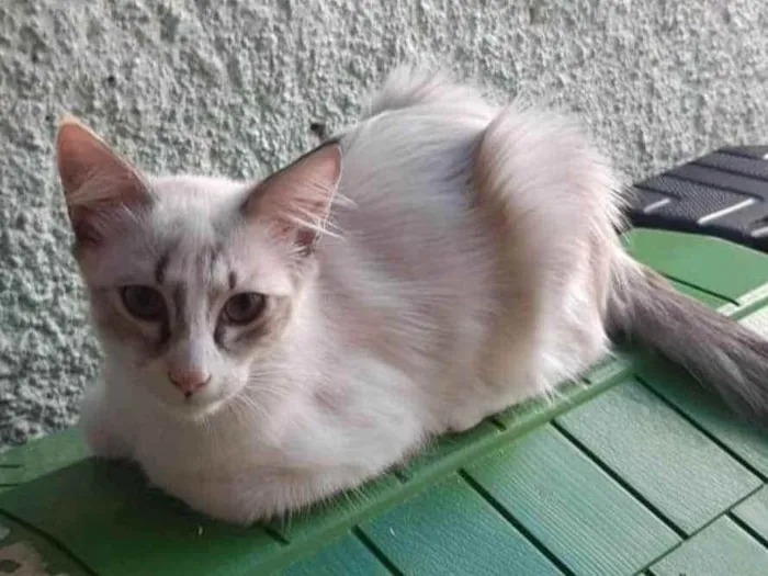 Gato ra a Srd idade 2 a 6 meses nome Betoca