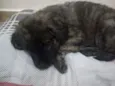 Pitoco