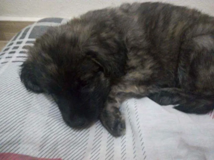 Cachorro ra a Vira lata idade 2 a 6 meses nome Pitoco