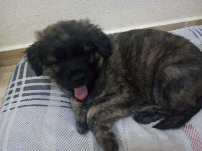 Cachorro ra a Vira lata idade 2 a 6 meses nome Pitoco