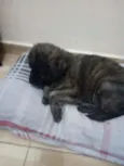 Pitoco