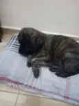 Pitoco