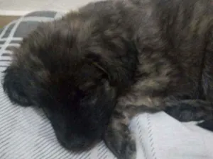 Cachorro raça Vira lata idade 2 a 6 meses nome Pitoco