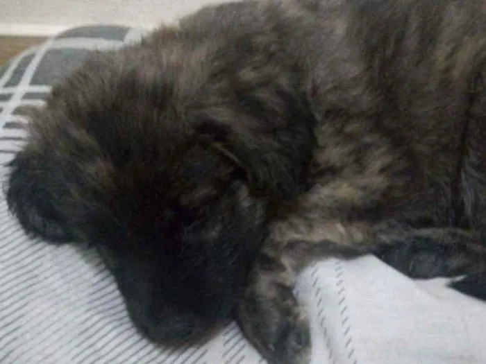 Cachorro ra a Vira lata idade 2 a 6 meses nome Pitoco