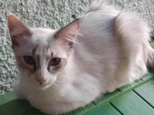 Gato raça Srd idade 2 a 6 meses nome Betoca
