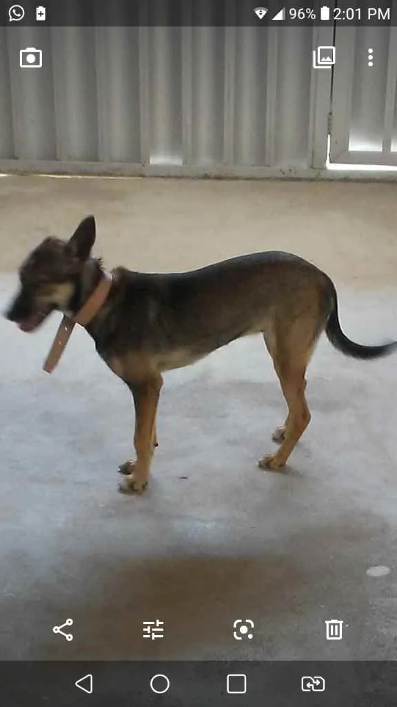 Cachorro raça Vira lata idade 7 a 11 meses nome Mel