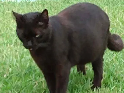 Gato raça Srd idade 5 anos nome Shenia