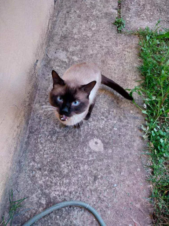 Gato raça SRD idade 1 ano nome Robin
