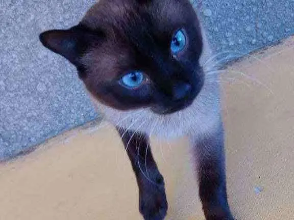 Gato raça SRD idade 1 ano nome Robin