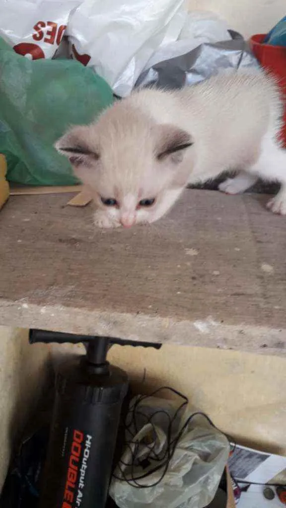 Gato raça Siamês idade Abaixo de 2 meses nome Gatas gemias