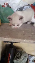 Gatas gemias