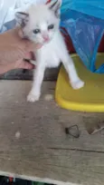 Gatas gemias