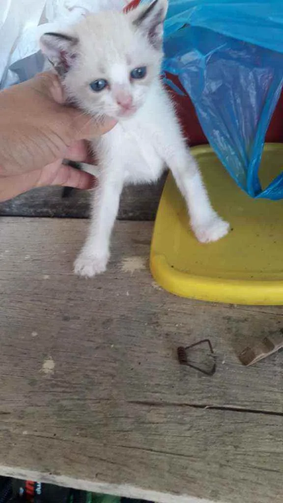 Gato raça Siamês idade Abaixo de 2 meses nome Gatas gemias