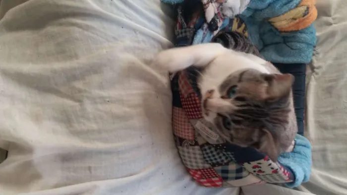 Gato ra a SRD-ViraLata idade 1 ano nome Apolo