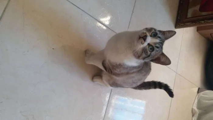 Gato ra a SRD-ViraLata idade 1 ano nome Apolo