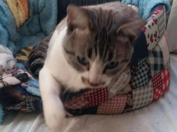 Gato ra a SRD-ViraLata idade 1 ano nome Apolo