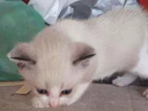Gato raça Siamês idade Abaixo de 2 meses nome Gatas gemias