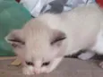 Gatas gemias