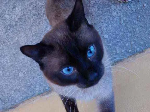 Gato raça SRD idade 1 ano nome Robin