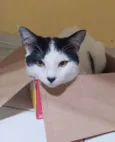 Felix