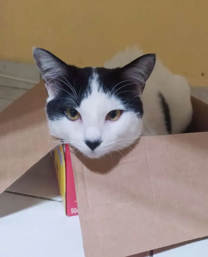 Gato ra a srd idade 7 a 11 meses nome Felix