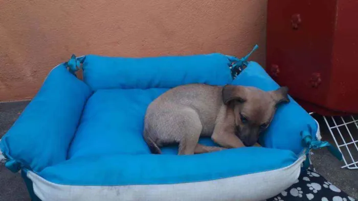 Cachorro ra a SRD idade 2 a 6 meses nome Bia