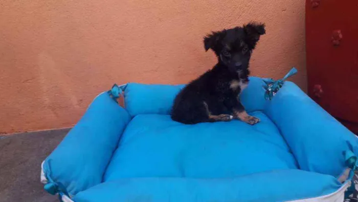 Cachorro ra a SRD idade 2 a 6 meses nome Vick