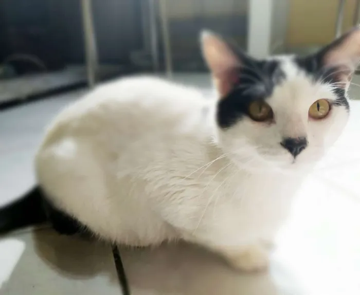 Gato ra a srd idade 7 a 11 meses nome Felix