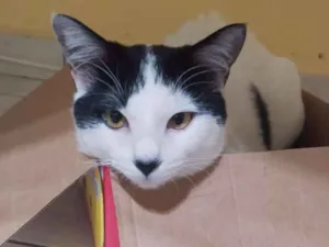 Gato raça srd idade 7 a 11 meses nome Felix