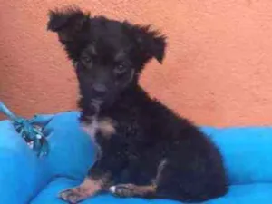 Cachorro raça SRD idade 2 a 6 meses nome Vick