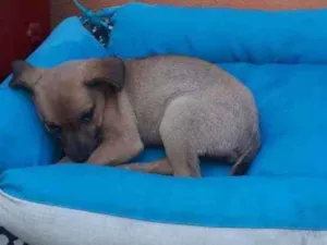 Cachorro raça SRD idade 2 a 6 meses nome Bia