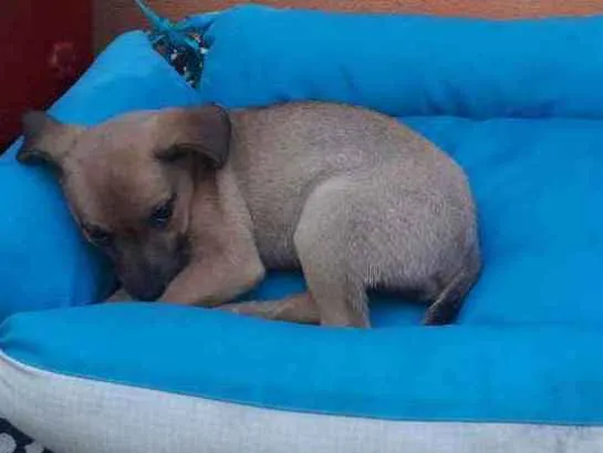 Cachorro ra a SRD idade 2 a 6 meses nome Bia