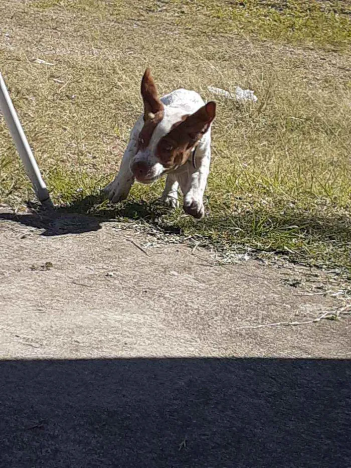 Cachorro raça Vira lata idade 7 a 11 meses nome Bom shaw