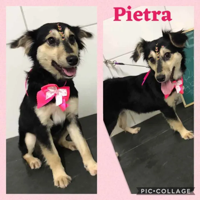 Cachorro ra a SRD-ViraLata idade 2 a 6 meses nome Pietra
