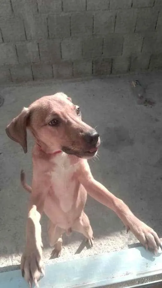 Cachorro ra a Não sabemos  idade 7 a 11 meses nome Sansão