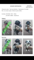 Bebês