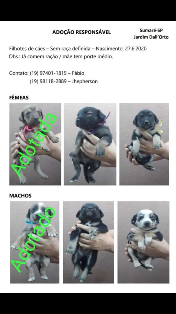 Cachorro ra a SRD-ViraLata idade Abaixo de 2 meses nome Bebês