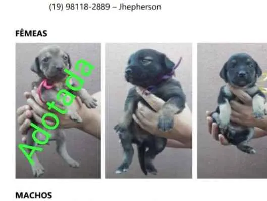 Cachorro ra a SRD-ViraLata idade Abaixo de 2 meses nome Bebês